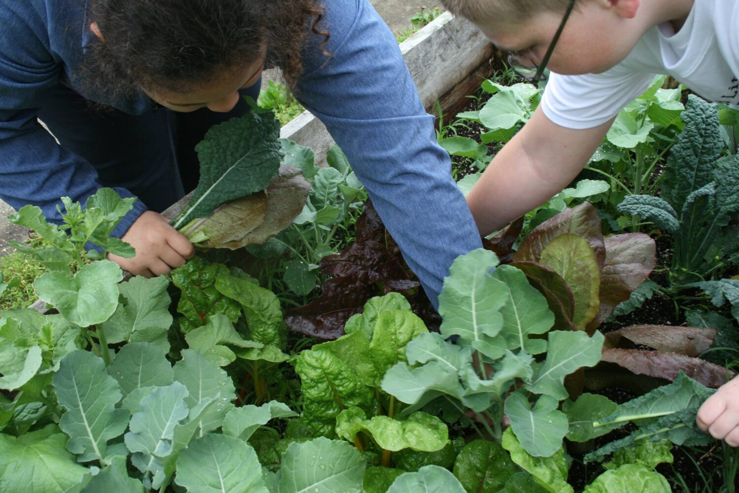 Kids harvesting in school garden.